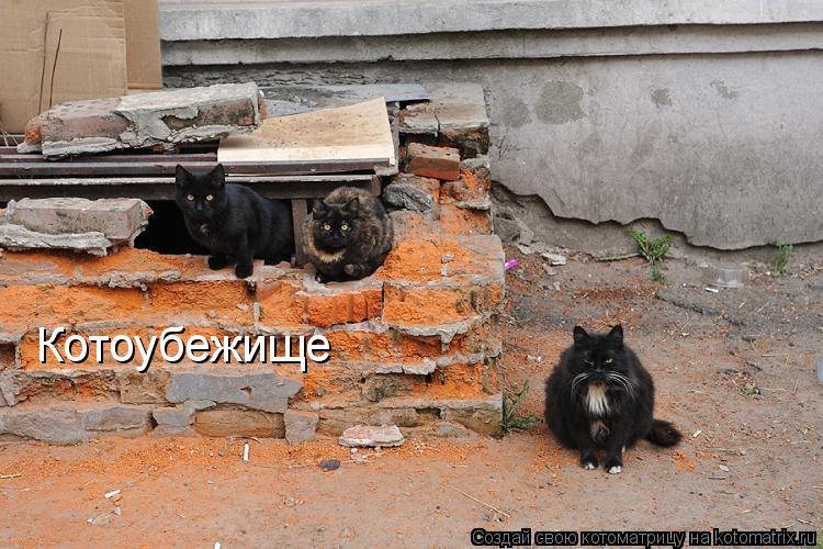 Котоубежище... Котоматрица: Котоубежище