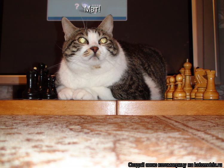 Мат!... Котоматрица: Мат!