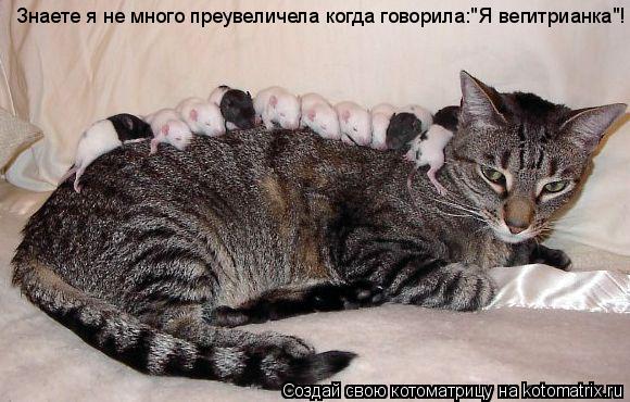 Знаете я не много преувеличела когда говорила:"Я вегитрианка"!... Котоматрица: Знаете я не много преувеличела когда говорила:"Я вегитрианка"!