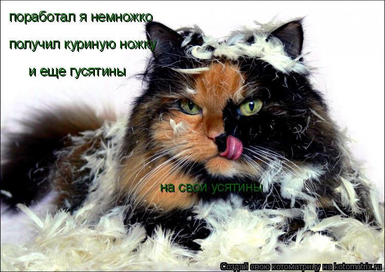 поработал я немножко получил куриную ножку и еще гусятины на свои усятины... Котоматрица: поработал я немножко получил куриную ножку и еще гусятины на свои усятины