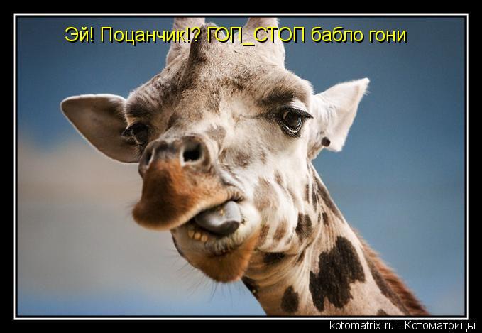 Эй! Поцанчик!? ГОП_СТОП бабло гони... Котоматрица: Эй! Поцанчик!? ГОП_СТОП бабло гони