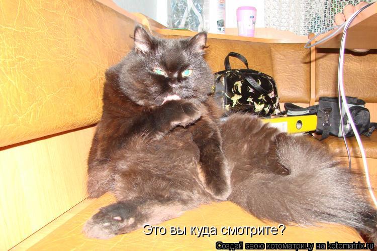 Это вы куда смотрите?... Котоматрица: Это вы куда смотрите?