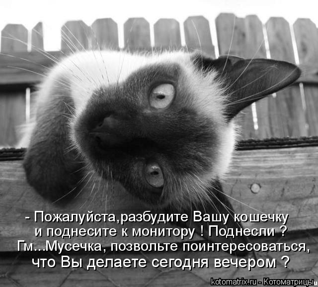 - Пожалуйста,разбудите Вашу кошечку и поднесите к монитору ! Поднесли ? Гм...Мусечка, позвольте поин... Котоматрица: - Пожалуйста,разбудите Вашу кошечку и поднесите к монитору ! Поднесли ? Гм...Мусечка, позвольте поинтересоваться, что Вы делаете сегодня веч