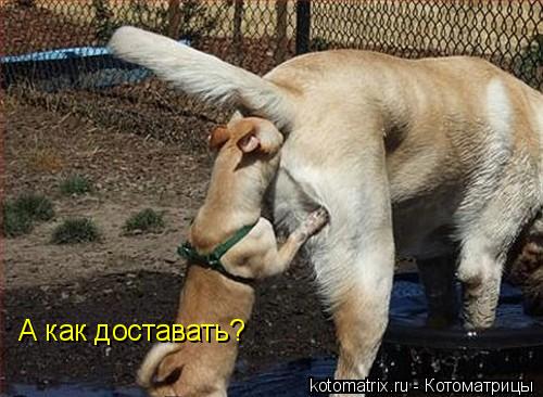 А как доставать?... Котоматрица: А как доставать?