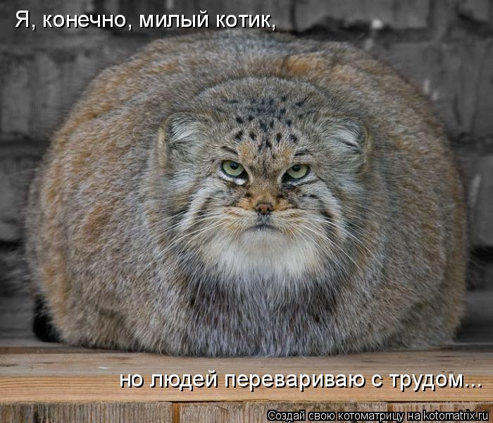 Я, конечно, милый котик, но людей перевариваю с трудом...... Котоматрица: Я, конечно, милый котик, но людей перевариваю с трудом...