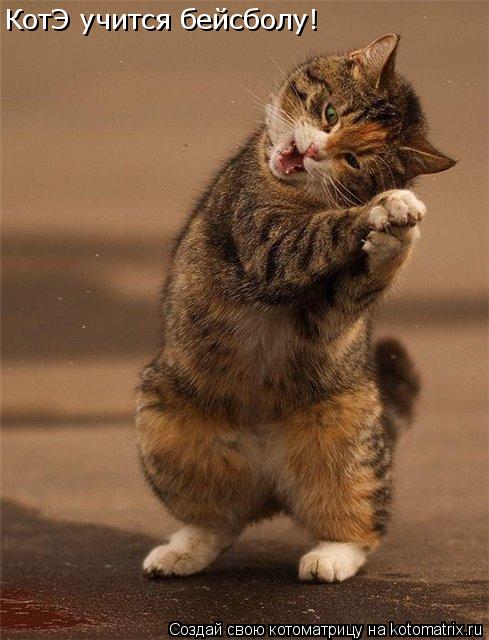КотЭ учится бейсболу!... Котоматрица: КотЭ учится бейсболу!
