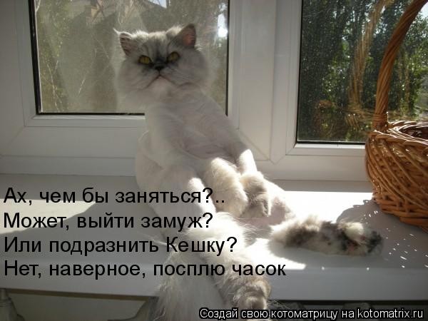 Ах, чем бы заняться?.. Может, выйти замуж? Или подразнить Кешку? Нет, наверное, посплю часок... Котоматрица: Ах, чем бы заняться?.. Может, выйти замуж? Или подразнить Кешку? Нет, наверное, посплю часок