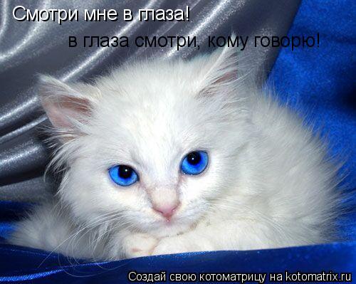 Смотри мне в глаза! в глаза смотри, кому говорю!... Котоматрица: Смотри мне в глаза! в глаза смотри, кому говорю!