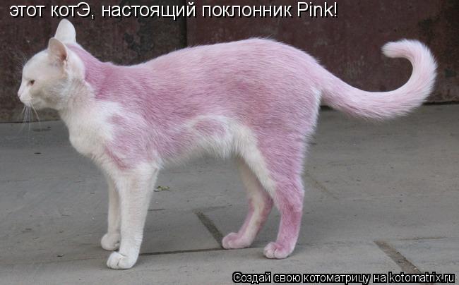 этот котЭ, настоящий поклонник Pink!... Котоматрица: этот котЭ, настоящий поклонник Pink!