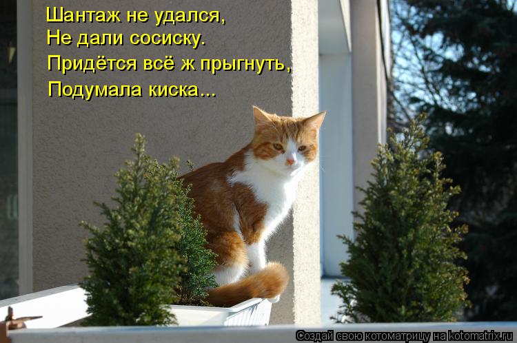 Шантаж не удался, Не дали сосиску. Придётся всё ж прыгнуть, Подумала киска...... Котоматрица: Шантаж не удался, Не дали сосиску. Придётся всё ж прыгнуть, Подумала киска...