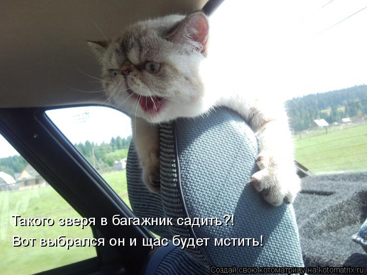 Такого зверя в багажник садить?! Вот выбрался он и щас будет мстить!... Котоматрица: Такого зверя в багажник садить?! Вот выбрался он и щас будет мстить!