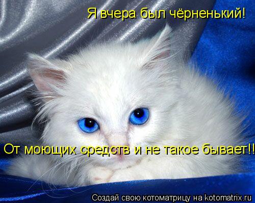 Я вчера был чёрненький! От моющих средств и не такое бывает!!!... Котоматрица: Я вчера был чёрненький! От моющих средств и не такое бывает!!!