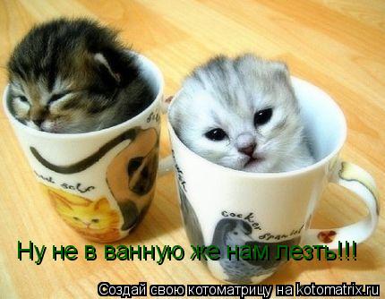 Ну не в ванную же нам лезть!!!... Котоматрица: Ну не в ванную же нам лезть!!!