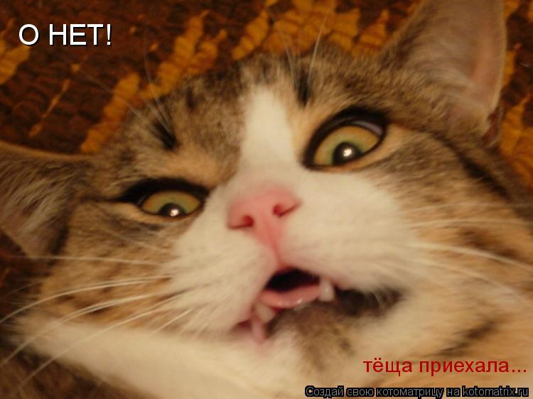 О НЕТ! тёща приехала...... Котоматрица: О НЕТ! тёща приехала...