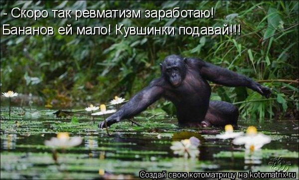 - Скоро так ревматизм заработаю! Бананов ей мало! Кувшинки подавай!!!... Котоматрица: - Скоро так ревматизм заработаю! Бананов ей мало! Кувшинки подавай!!!