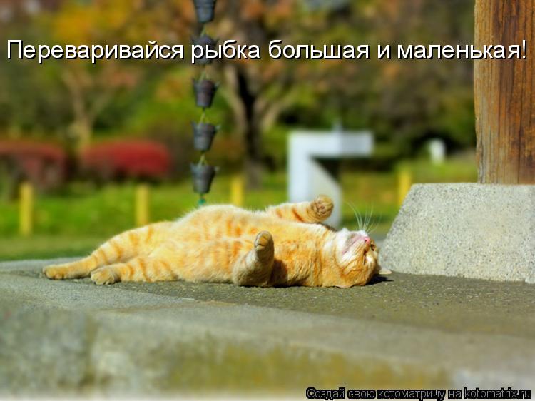 Переваривайся рыбка большая и маленькая!... Котоматрица: Переваривайся рыбка большая и маленькая!