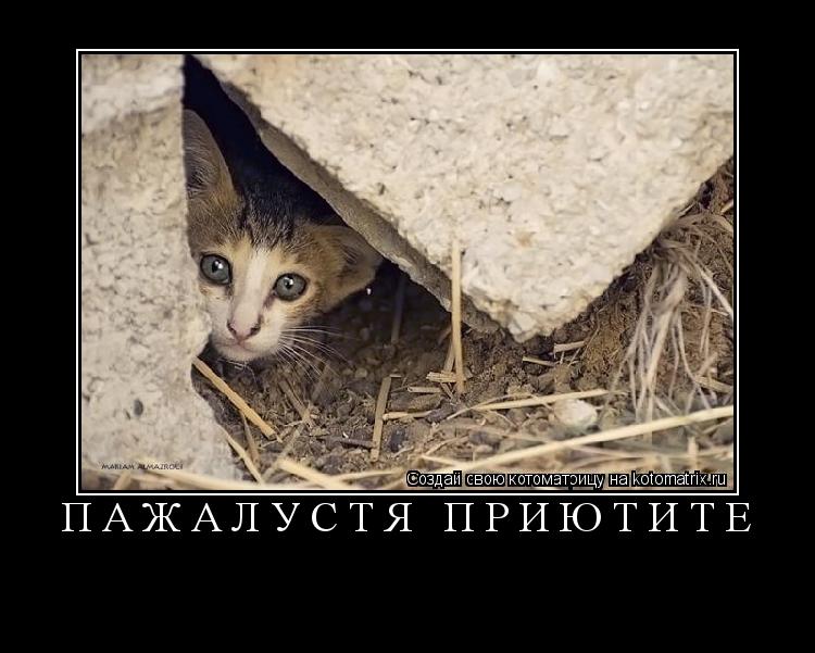 пажалустя приютите ... Котоматрица: пажалустя приютите