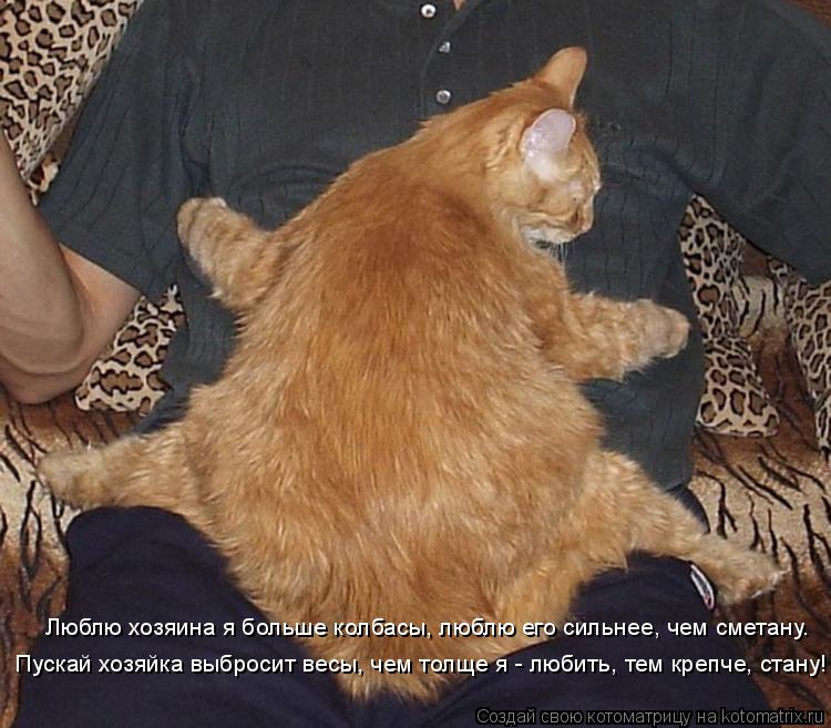 Люблю хозяина я больше колбасы, люблю его сильнее, чем сметану. Пускай хозяйка выбросит весы, чем то... Котоматрица: Люблю хозяина я больше колбасы, люблю его сильнее, чем сметану. Пускай хозяйка выбросит весы, чем толще я - любить, тем крепче, стану!