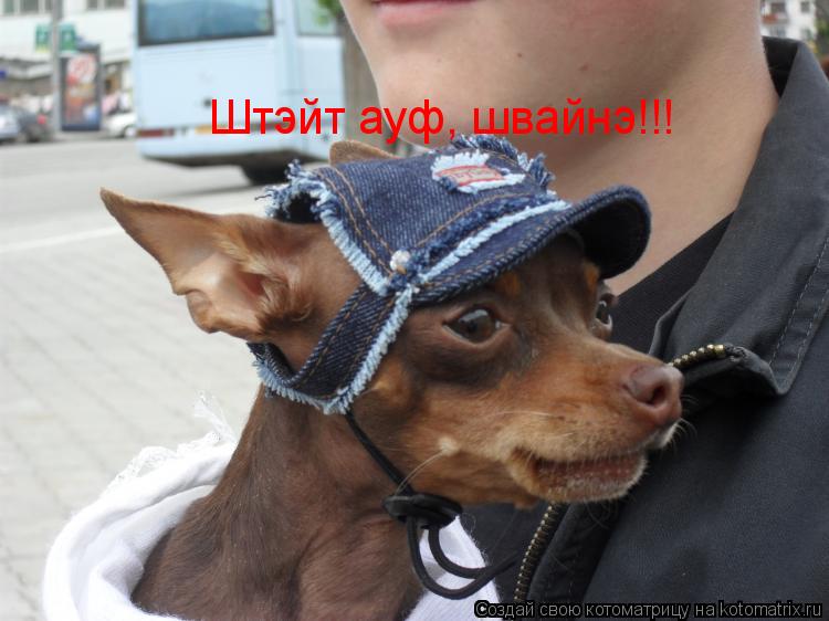 Штэйт ауф, швайнэ!!!... Котоматрица: Штэйт ауф, швайнэ!!!