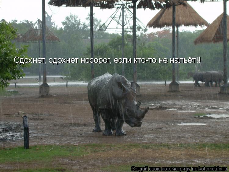 Сдохнет, сдохнет носорог, если кто-то не нальёт!!... Котоматрица: Сдохнет, сдохнет носорог, если кто-то не нальёт!!