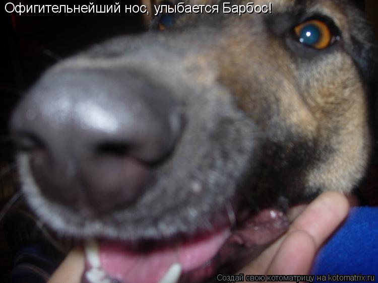 Офигительнейший нос, улыбается Барбос!... Котоматрица: Офигительнейший нос, улыбается Барбос!