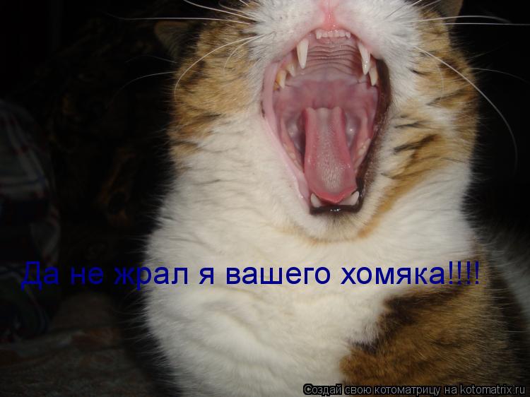 Да не жрал я вашего хомяка!!!!... Котоматрица: Да не жрал я вашего хомяка!!!!