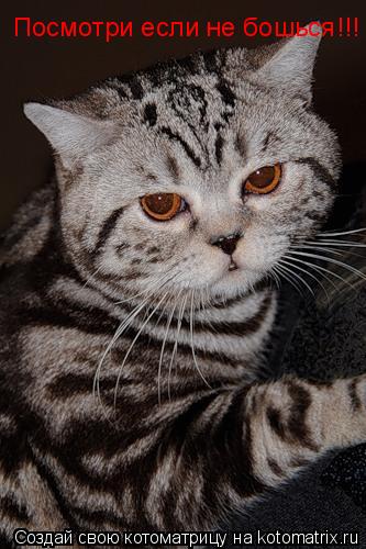 Посмотри если не бошься!!!... Котоматрица: Посмотри если не бошься!!!