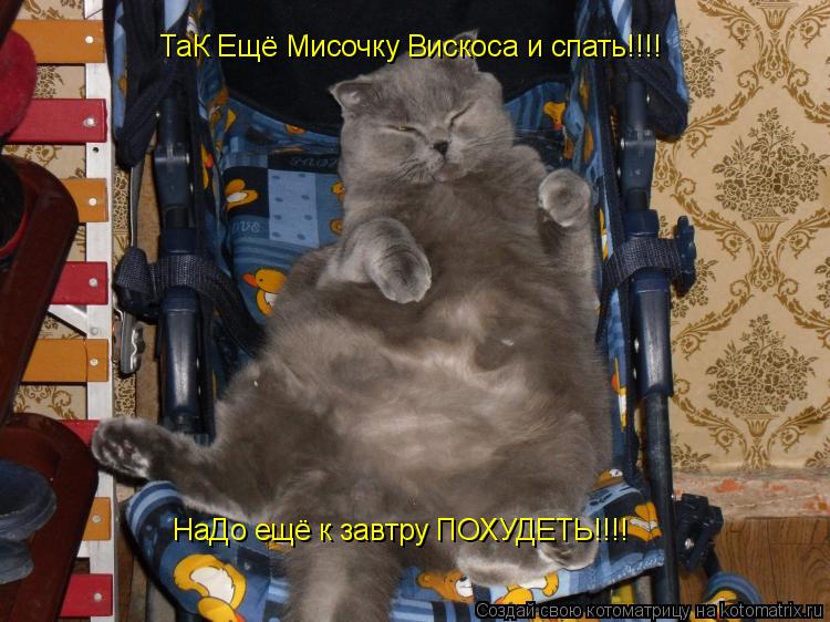 ТаК Ещё Мисочку Вискоса и спать!!!! НаДо ещё к завтру ПОХУДЕТЬ!!!!... Котоматрица: ТаК Ещё Мисочку Вискоса и спать!!!! НаДо ещё к завтру ПОХУДЕТЬ!!!!