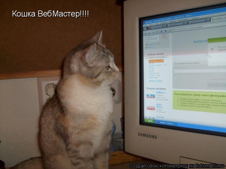 Кошка ВебМастер!!!!... Котоматрица: Кошка ВебМастер!!!!