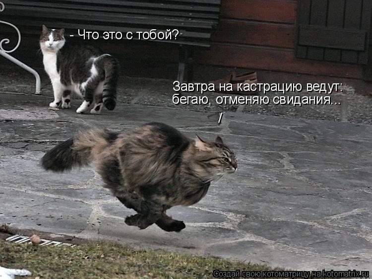 - Что это с тобой? Завтра на кастрацию ведут: бегаю, отменяю свидания... /... Котоматрица: - Что это с тобой? Завтра на кастрацию ведут: бегаю, отменяю свидания... /