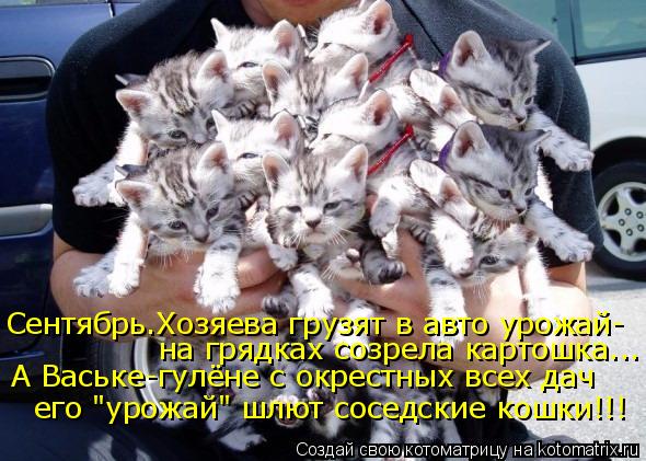 Сентябрь.Хозяева грузят в авто урожай- на грядках созрела картошка... А Ваське-гулёне с окрестных все... Котоматрица: Сентябрь.Хозяева грузят в авто урожай- на грядках созрела картошка... А Ваське-гулёне с окрестных всех дач его "урожай" шлют соседские кошки!!