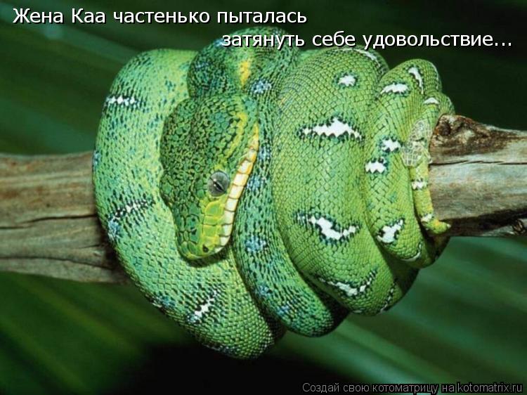 Жена Каа частенько пыталась затянуть себе удовольствие...... Котоматрица: Жена Каа частенько пыталась затянуть себе удовольствие...