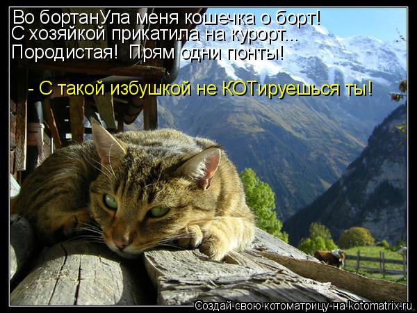 Во бортанУла меня кошечка о борт! Породистая! Прям одни понты! C хозяйкой прикатила на курорт... - ... Котоматрица: Во бортанУла меня кошечка о борт! Породистая! Прям одни понты! C хозяйкой прикатила на курорт... - С такой избушкой не КОТируешься ты!