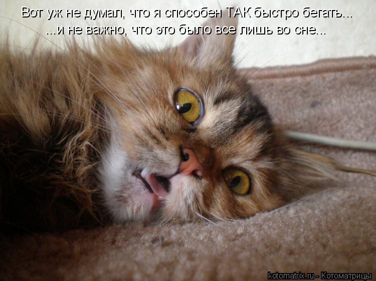 Вот уж не думал, что я способен ТАК быстро бегать... ...и не важно, что это было все лишь во сне...... Котоматрица: Вот уж не думал, что я способен ТАК быстро бегать... ...и не важно, что это было все лишь во сне...