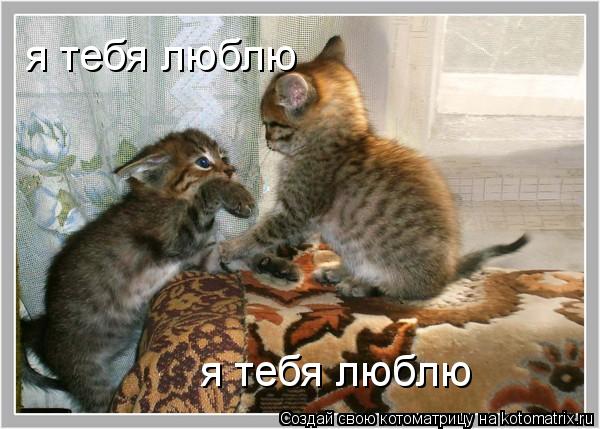 я тебя люблю я тебя люблю... Котоматрица: я тебя люблю я тебя люблю