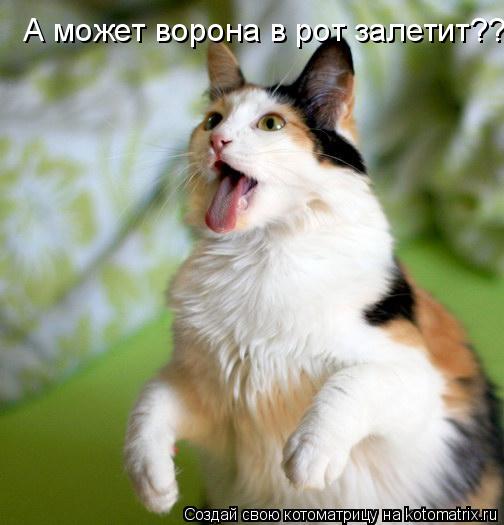 А может ворона в рот залетит??... Котоматрица: А может ворона в рот залетит??