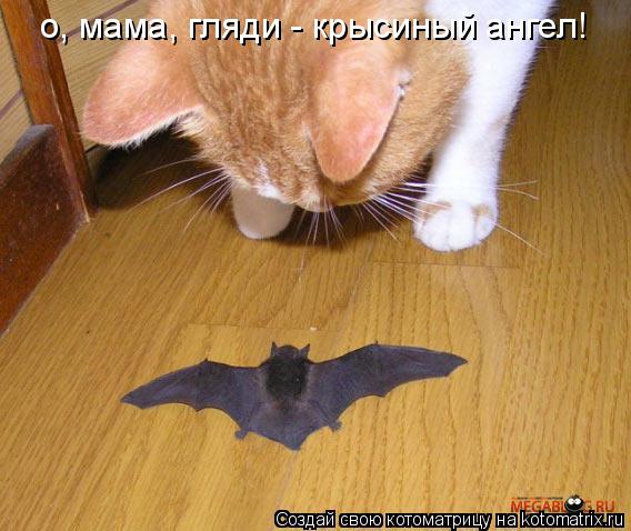 о, мама, гляди - крысиный ангел!... Котоматрица: о, мама, гляди - крысиный ангел!