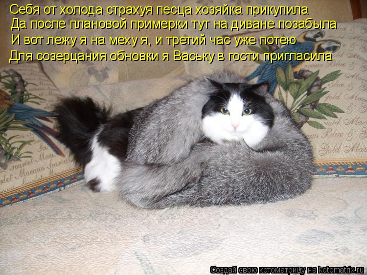 Да после плановой примерки тут на диване позабыла Себя от холода страхуя песца хозяйка прикупила И во... Котоматрица: Да после плановой примерки тут на диване позабыла Себя от холода страхуя песца хозяйка прикупила И вот лежу я на меху я, и третий час уже пот