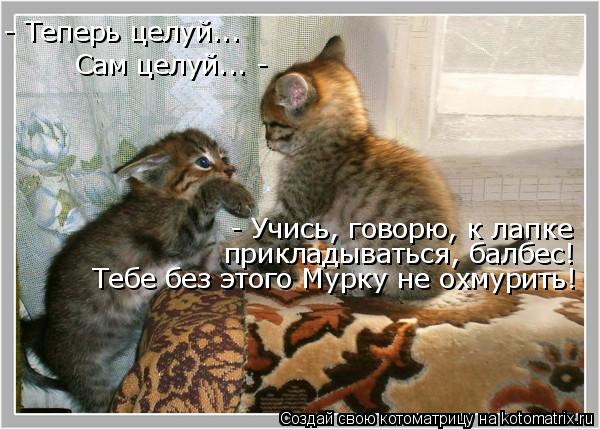 - Теперь целуй... Сам целуй... - - Учись, говорю, к лапке прикладываться, балбес! Тебе без этого Му... Котоматрица: - Теперь целуй... Сам целуй... - - Учись, говорю, к лапке прикладываться, балбес! Тебе без этого Мурку не охмурить!