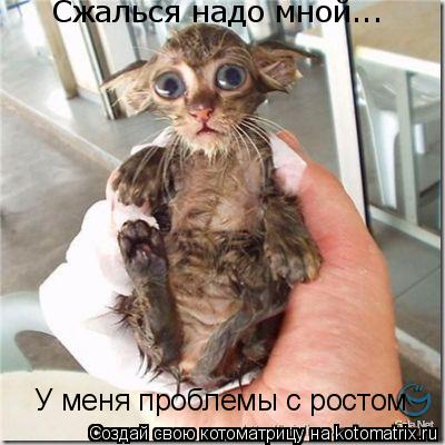 Сжалься надо мной... У меня проблемы с ростом... Котоматрица: Сжалься надо мной... У меня проблемы с ростом