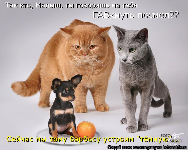 Так кто, Малыш, ты говоришь на тебя ГАВкнуть посмел?? Сейчас мы тому барбосу устроим "тёмную"...... Котоматрица: Так кто, Малыш, ты говоришь на тебя ГАВкнуть посмел?? Сейчас мы тому барбосу устроим "тёмную"...