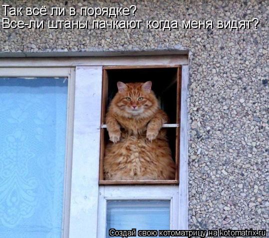 Так всё ли в порядке? Все-ли штаны пачкают когда меня видят?... Котоматрица: Так всё ли в порядке? Все-ли штаны пачкают когда меня видят?