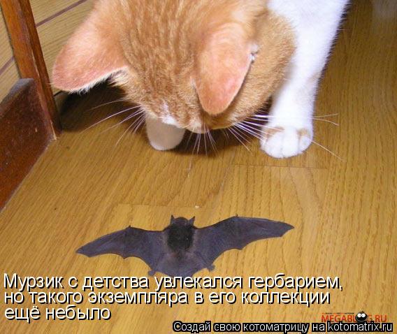 Мурзик с детства увлекался гербарием, но такого экземпляра в его коллекции ещё небыло... Котоматрица: Мурзик с детства увлекался гербарием, но такого экземпляра в его коллекции ещё небыло