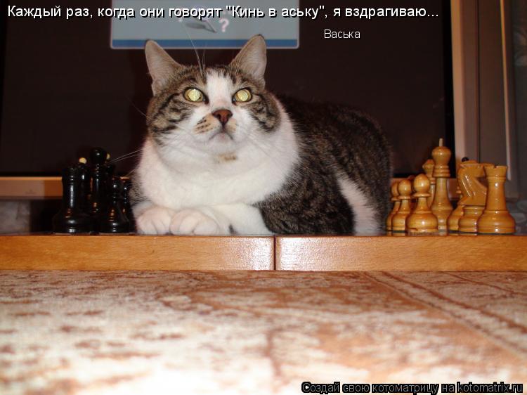 Каждый раз, когда они говорят "Кинь в аську", я вздрагиваю... Васька... Котоматрица: Каждый раз, когда они говорят "Кинь в аську", я вздрагиваю... Васька