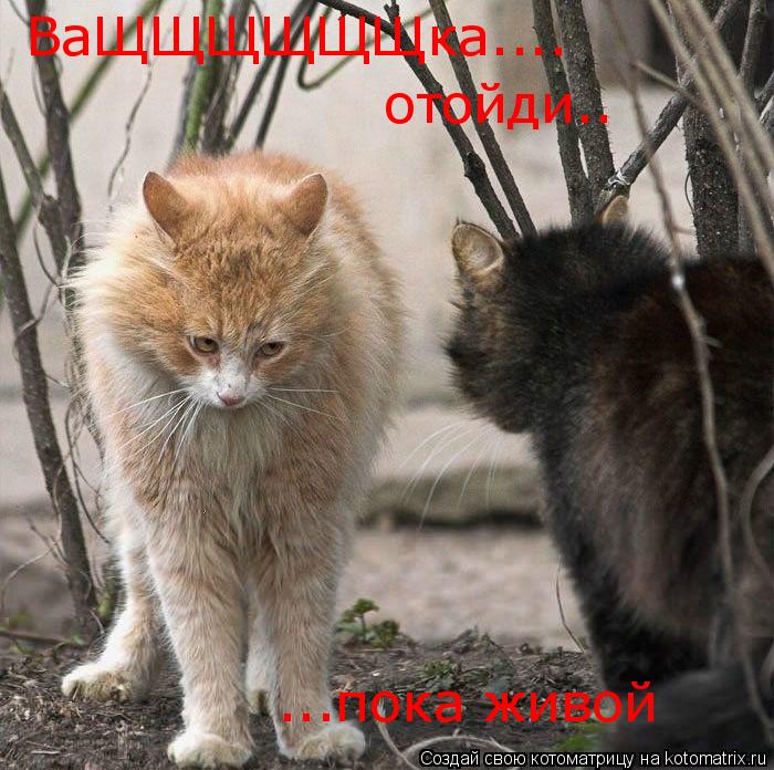 ВаЩЩЩЩЩЩка.... отойди.. ...пока живой... Котоматрица: ВаЩЩЩЩЩЩка.... отойди.. ...пока живой