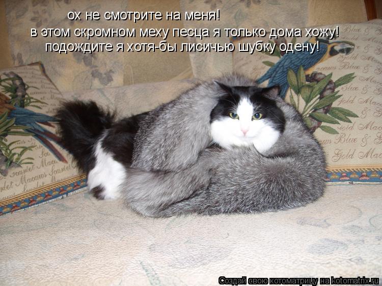 ох не смотрите на меня! в этом скромном меху песца я только дома хожу! подождите я хотя-бы лисичью шу... Котоматрица: ох не смотрите на меня! в этом скромном меху песца я только дома хожу! подождите я хотя-бы лисичью шубку одену!