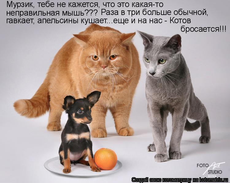 неправильная мышь??? Раза в три больше обычной, Мурзик, тебе не кажется, что это какая-то гавкает, ... Котоматрица: неправильная мышь??? Раза в три больше обычной, Мурзик, тебе не кажется, что это какая-то гавкает, апельсины кушает...еще и на нас - Котов брос