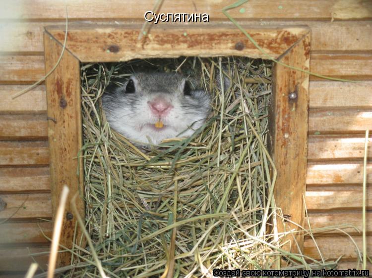 Суслятина... Котоматрица: Суслятина
