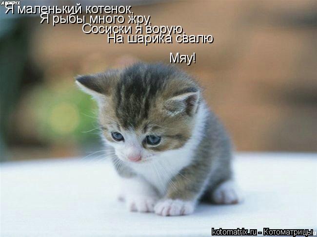 Я маленький котенок, Я рыбы много жру, Сосиски я ворую, На шарика свалю Мяу!... Котоматрица: Я маленький котенок, Я рыбы много жру, Сосиски я ворую, На шарика свалю Мяу!