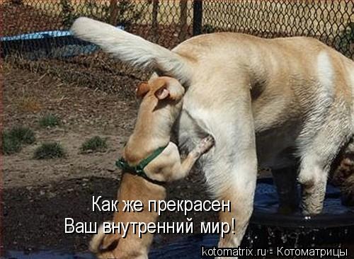 Как же прекрасен Ваш внутренний мир!... Котоматрица: Как же прекрасен Ваш внутренний мир!